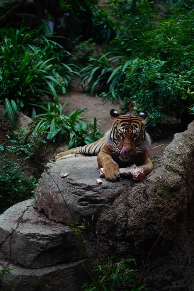 Bengal
